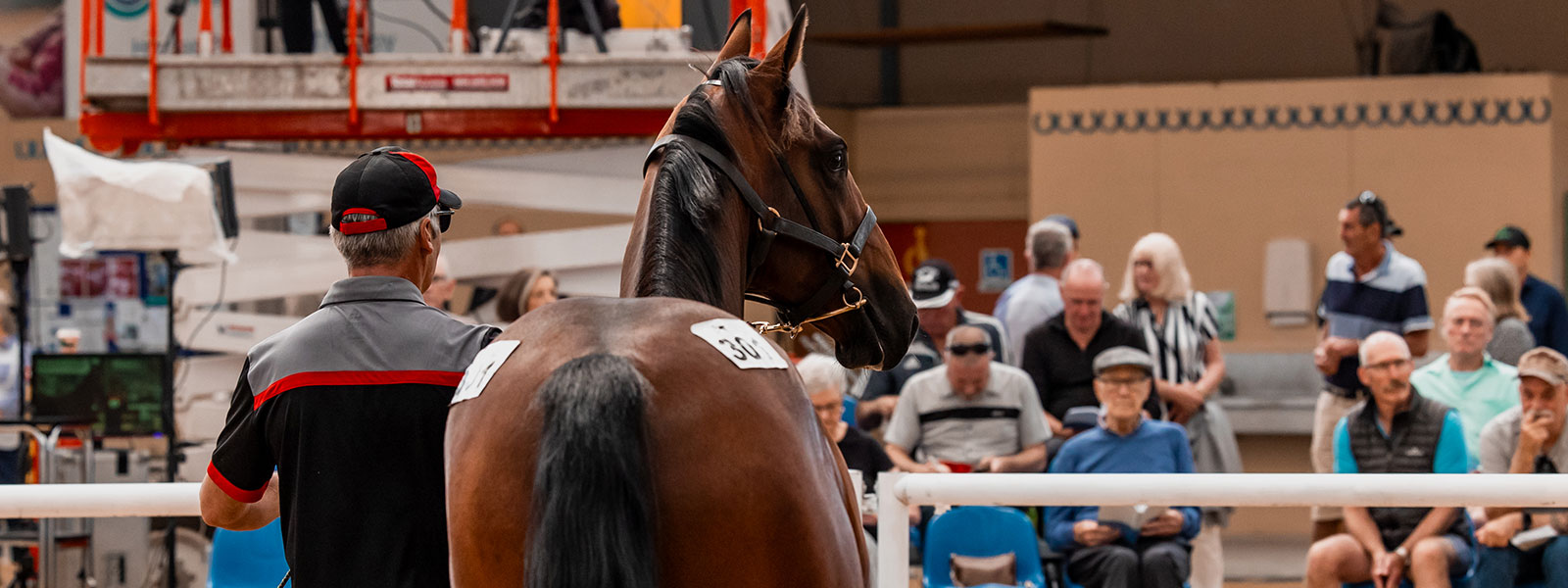 Reminder : 2024 NZB Yearling Sales - Transfers of Ownership