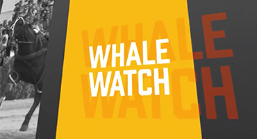 WhaleWatch