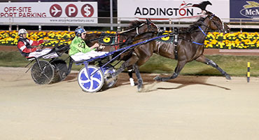 Muscle Mountain wins Trotting champs card